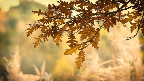  금성별자리/당신을 행복하게 할 운명의 상대/전체별자리