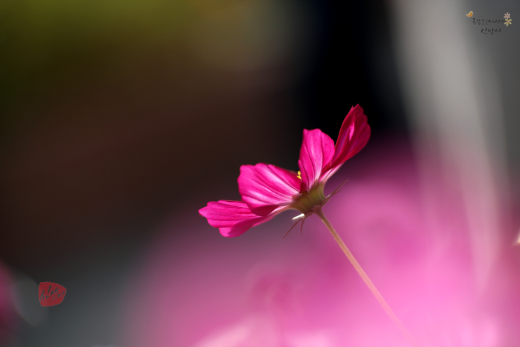 가을꽃 핀 일산호수공원 꽃사진 잘찍는 법