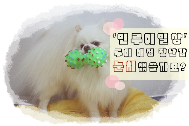 [인루이일상]루이의 애정장난감 눈치 챘을까요?