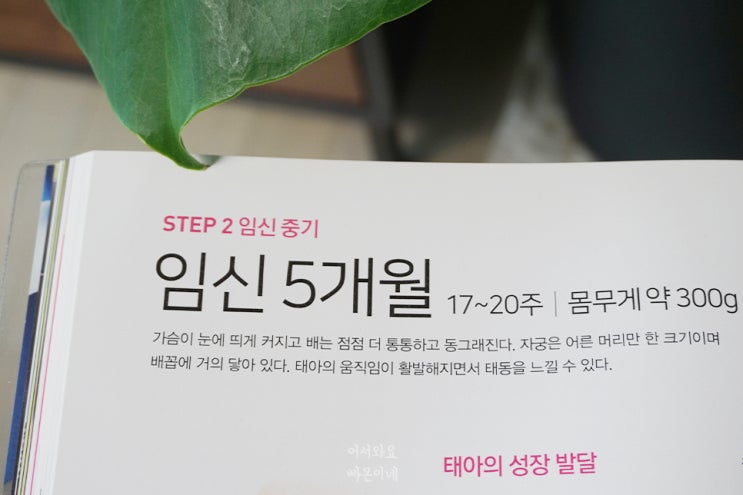  2차 기형아검사까지 완료, 임신17주 첫 태동 느낀 날