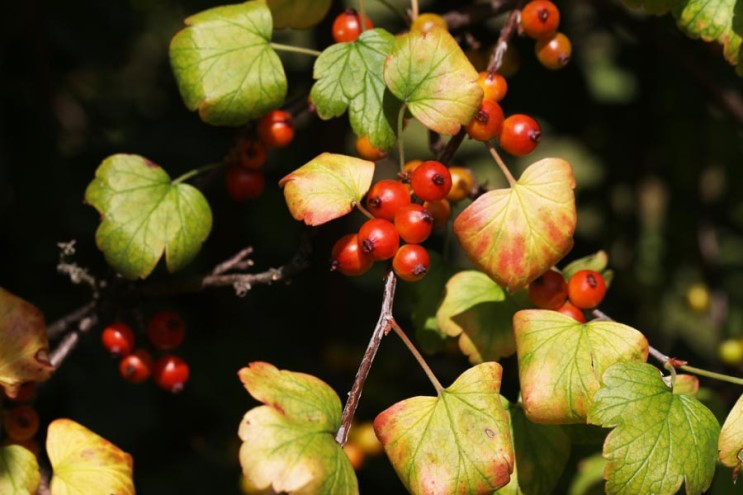 가을에 붉게 익는 까마귀밥나무 열매
