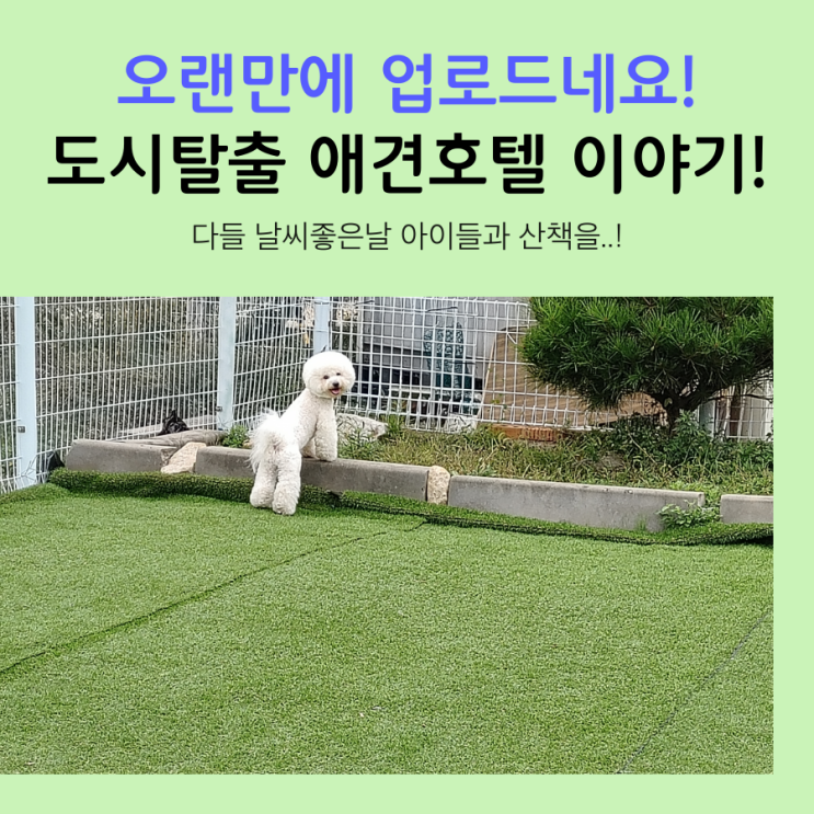  김포 감정동 애견호텔로온 푸들 깜비의 도시탈출 적응기!
