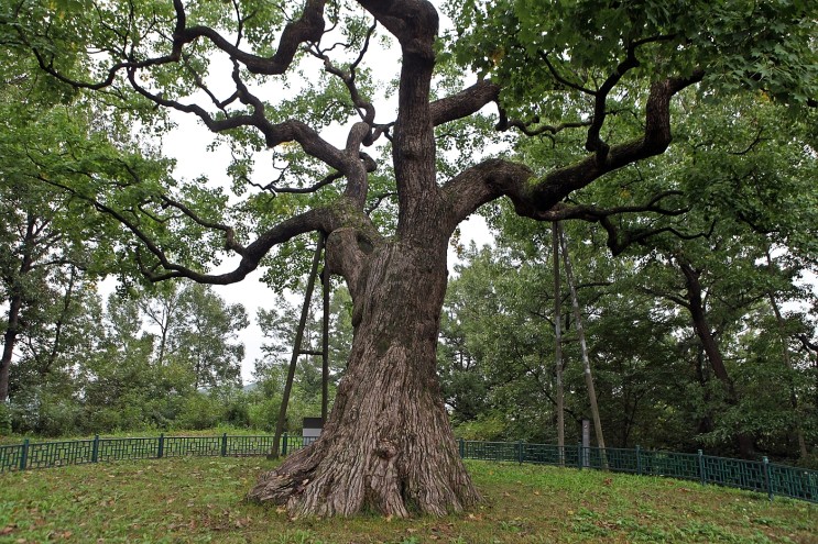 청주 공북리 음나무(천연기념물 제305호)