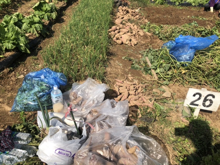  울산 현대중공업 가족주말농장 고구마수확하기