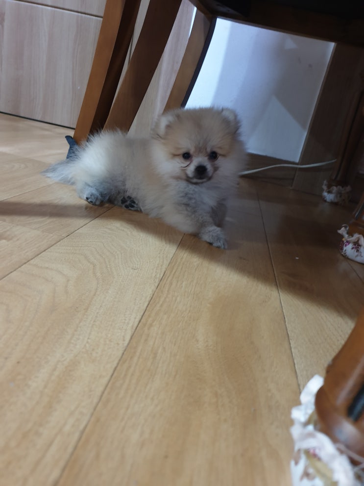  새끼강아지 낑낑!울타리 필요할까?