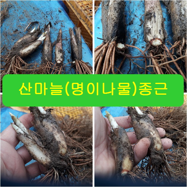  산마늘종근,종구,묘종,명이나물모종 파는곳