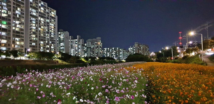  가을이 깊어가는 시월!밤가로등 따라 걸어보는 산책길에 아름다운 꽃!
