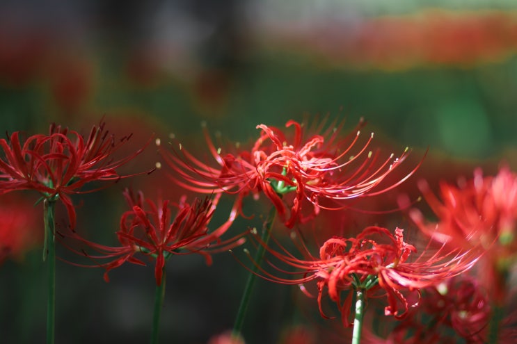 성주산 자연휴양림 꽃무릇