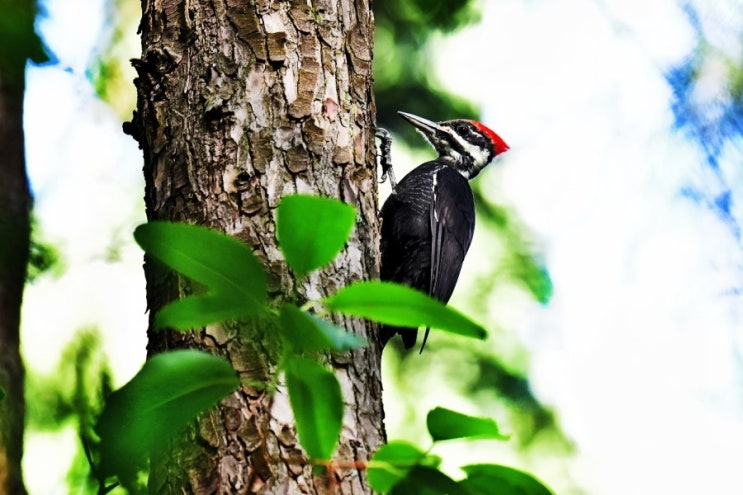  Pileated Woodpecker