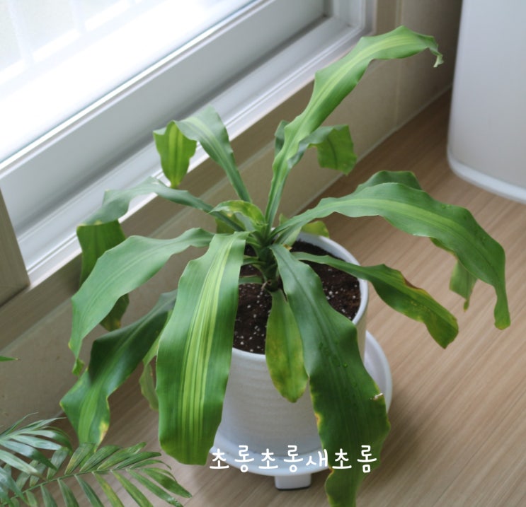  화분분갈이:) 집에서 혼자 분갈이 시도해 보았다.