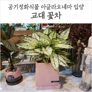 교대역꽃집 꽃차 공기정화식물 아글라오네마 입양