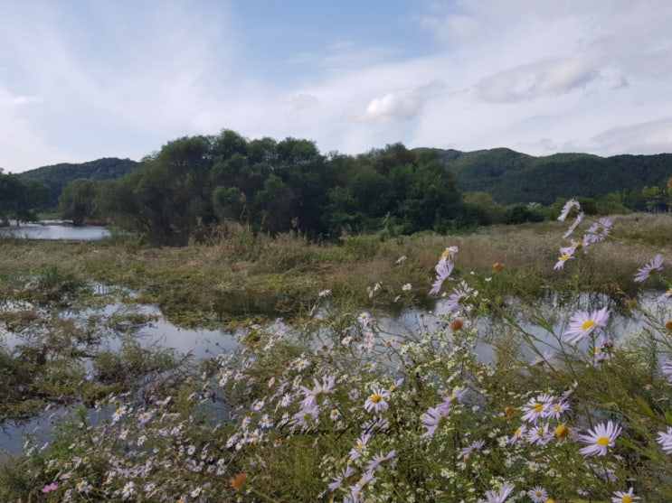 청송 사진찍기 좋은 곳 송강생태공원.코스모스 가득한 가을꽃밭.