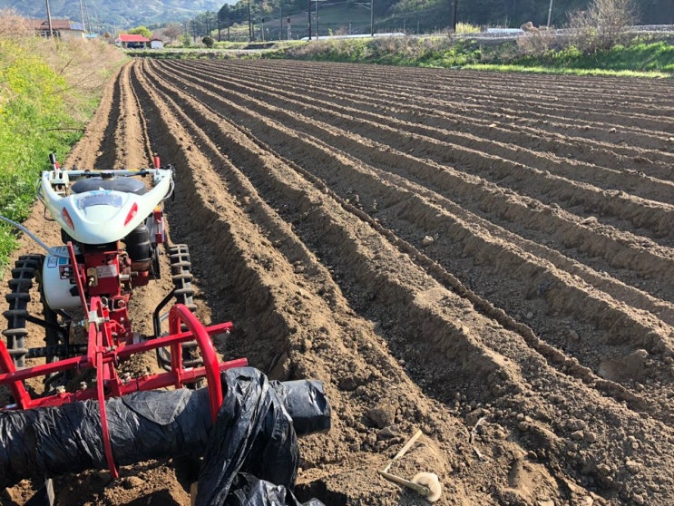  봄, 5월달, 농사시작, 비닐피복, 밭만들기, 궁중 천옥고, 원주시농업기술센타, 청년농업인 경영진단, ,  양봉, 백와달팽이 알