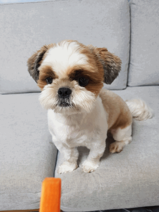  강아지 당근 먹어도 되나요? 그럼요~ 껌딱지 당근먹방~ 고!