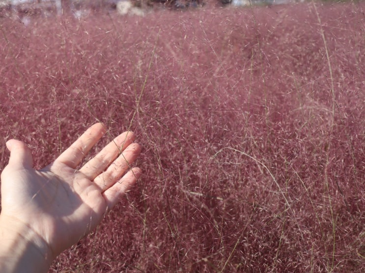 경주 가볼만한 곳 핑크뮬리 주차대란, 사진찍기 좋은 곳