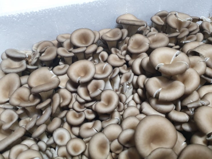  신선한버섯 지리산 무농약 느타리버섯 후기