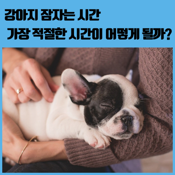  강아지 잠자는 시간 가장 적절한 시간이 어떻게 될까?