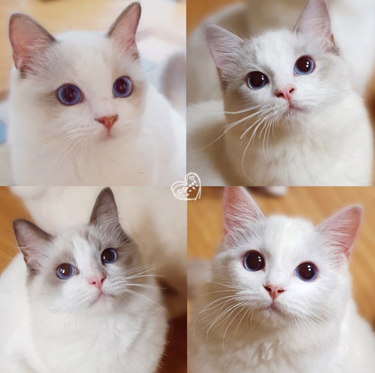 [랙돌_바이컬러아가들 묘연찾기] 갤노트10으로 랙돌아기고양이들 사진찍기