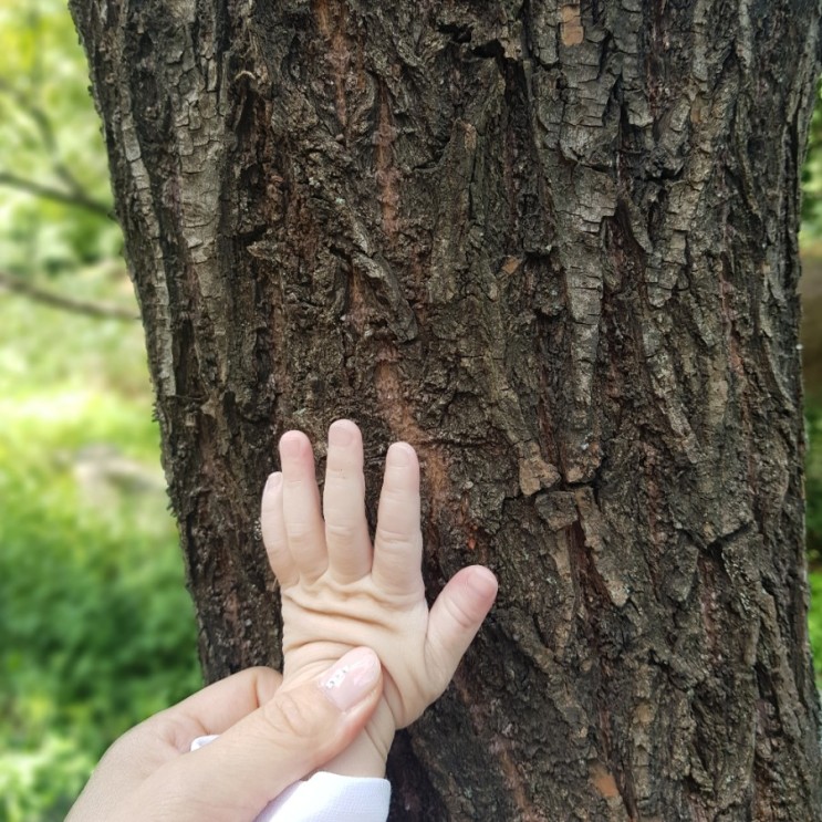 아기와 산책하기 좋은 봉제산근린공원-어린이놀이터 (나무가많은숲길)