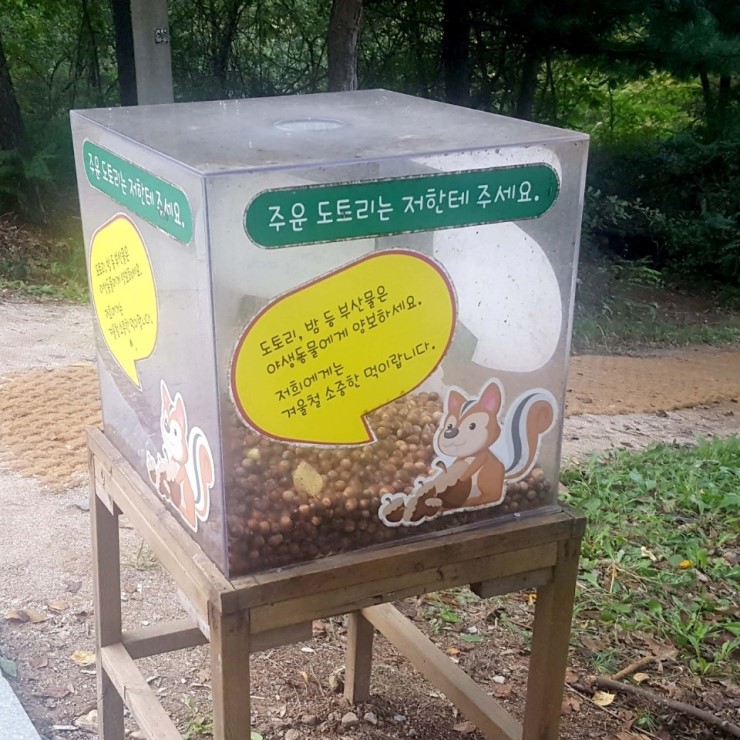  개화산 다람쥐 먹이 도토리 주웠어요