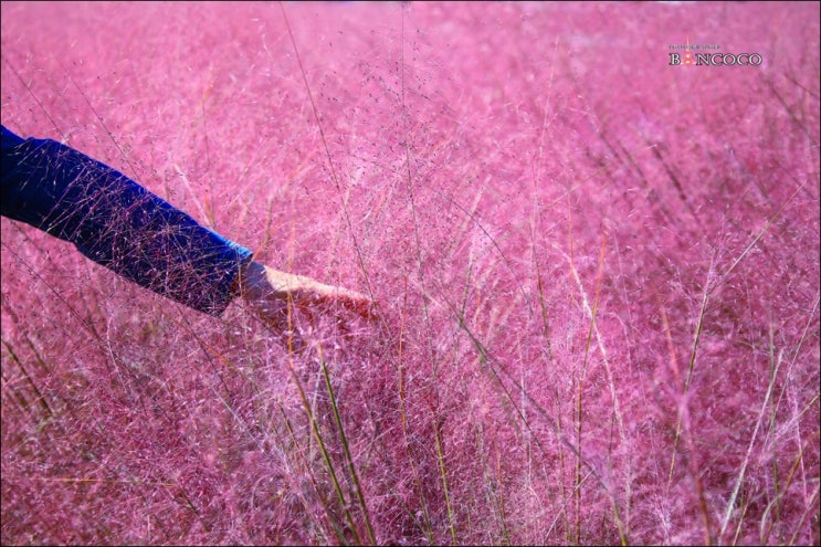 양주 핑크뮬리가 절정인 양주 나리공원 가을 풍경
