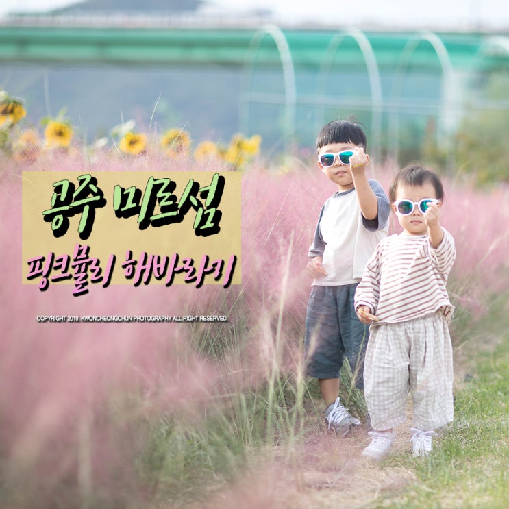  아이들과 함께 다녀온 공주 미르섬 핑크뮬리