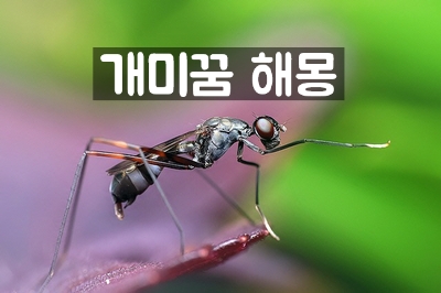  개미꿈 해몽