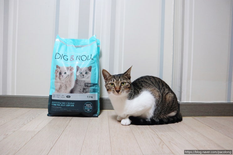 고양이모래 벤토나이트모래 디그앤롤 제품으로 먼지를 잡으세요!