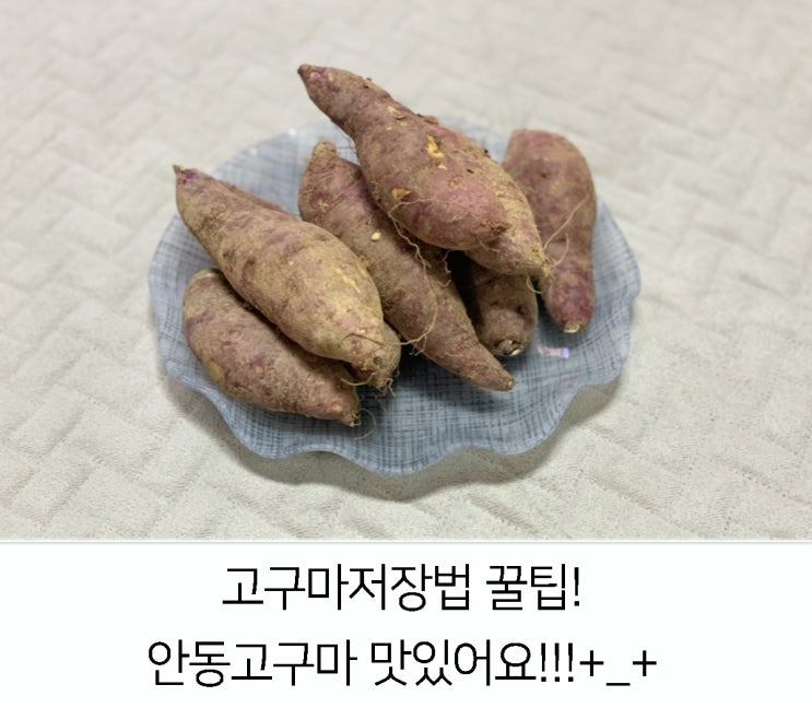  고구마 저장법! 맛있는 고구마 '안동고구마' 맛있어요!