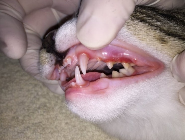  고양이 구내염 증상 치료 예방 방법