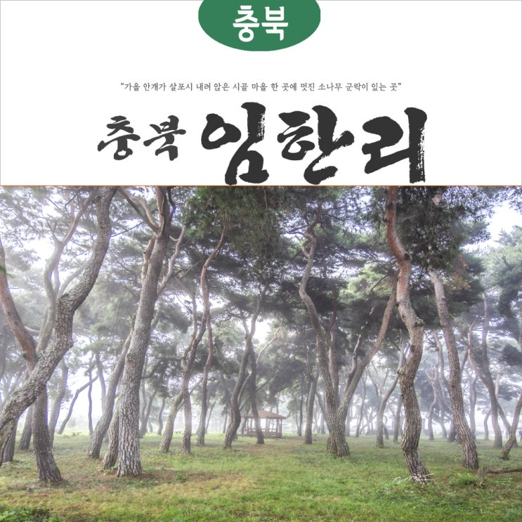  [10월 가볼만한 곳] 가을 안개가 살포시 내려 앉은 충북 보은 임한리 솔밭의 아침
