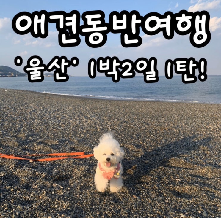  [애견동반여행]동글이와 1박2일 '울산' 여행기 1탄! 강아지동반여행, 울산애견동반펜션, 오뉴월펜션, 울산바다, 정자해수욕장, 울산애견동반, 울산가볼만한곳, 울산여행, 강아지펜션