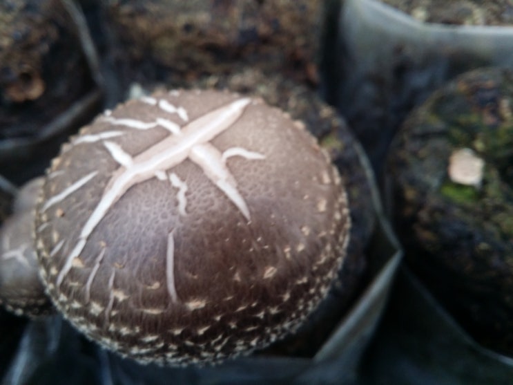 보은대추축제-표고버섯판매: 대추축제  판매행사 준비