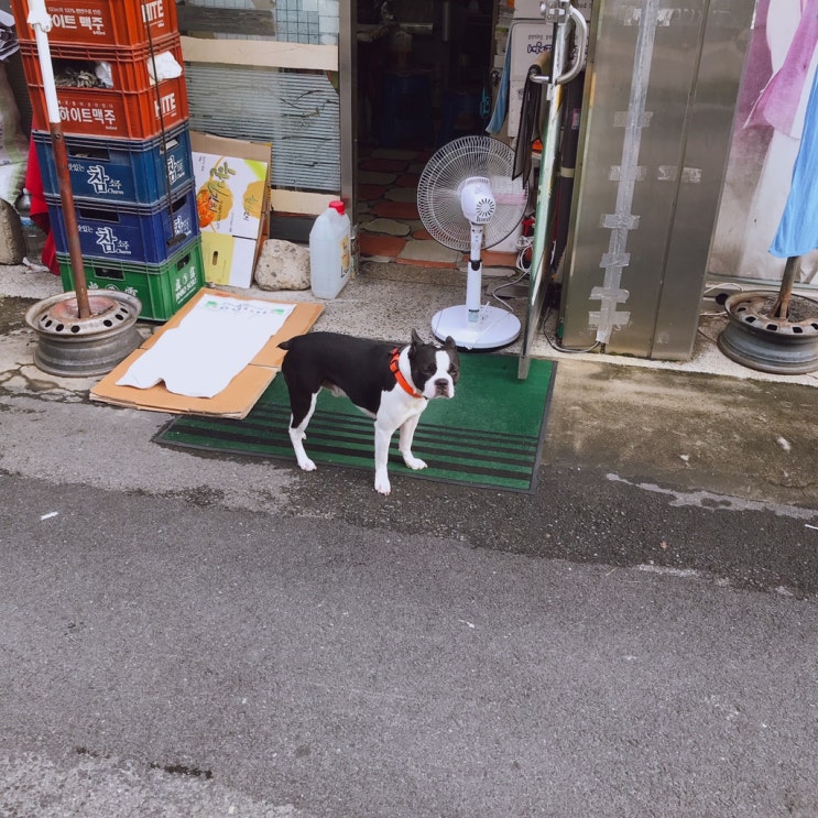 ~191010 밥 잘챙겨먹고다니는 일상