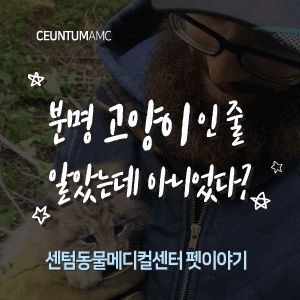  [동물뉴스]고양이인 줄 알았는데 아니었다?(부산분과전문동물병원, 365일연중무휴)