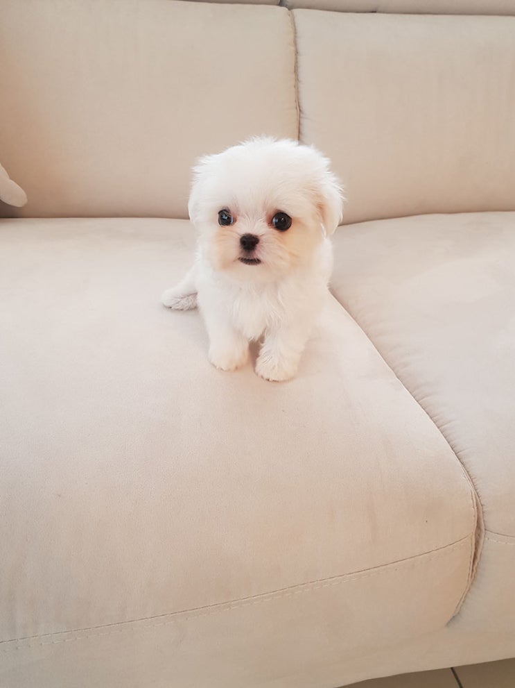  청주강아지분양 말티즈 찾으세요?