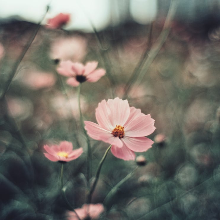  가을 스냅 [X-Pro2]