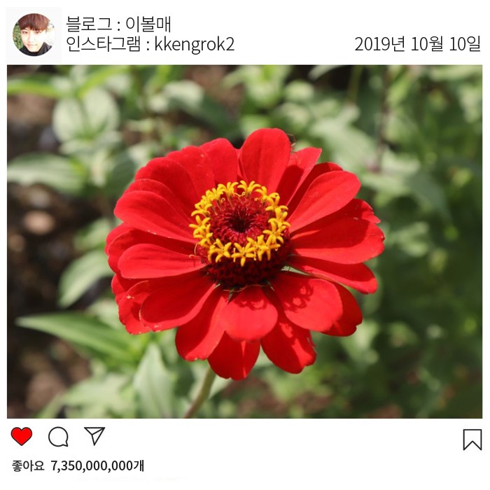  9월 가을축제 추천 평창백일홍축제