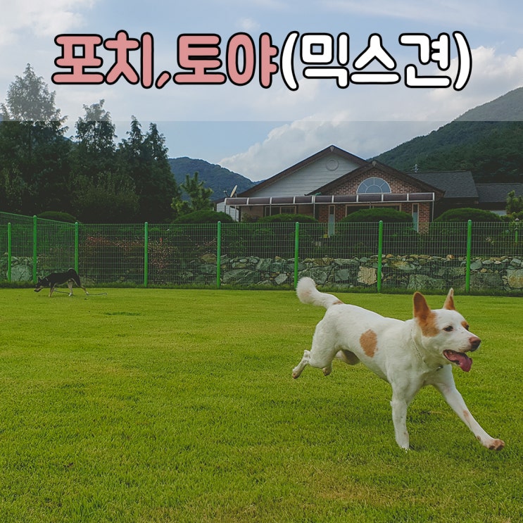  부산,경남을 대표하는 애견호텔, #파트라슈반려견학교 #부산애견호텔 #양산애견호텔