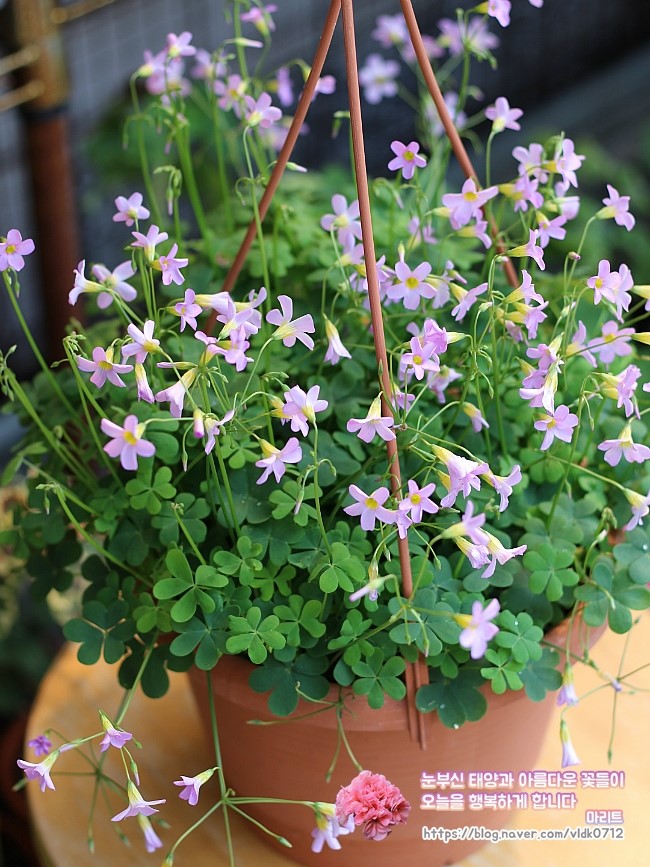  카프리나 oxalis caprina