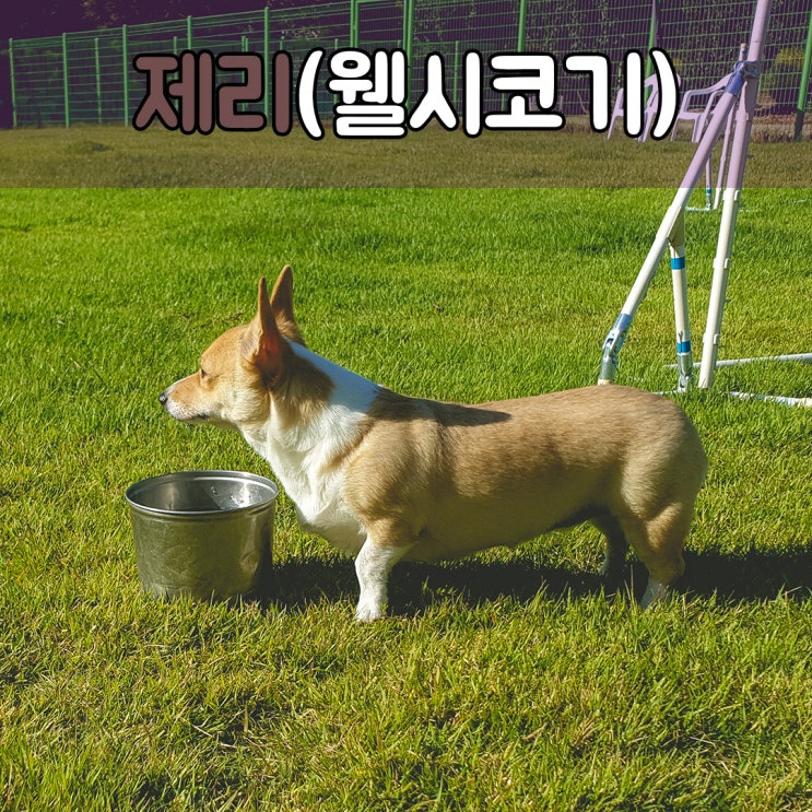  짖음이 너무 심한 웰시코기, #경남애견훈련소 #강아지짖는문제행동