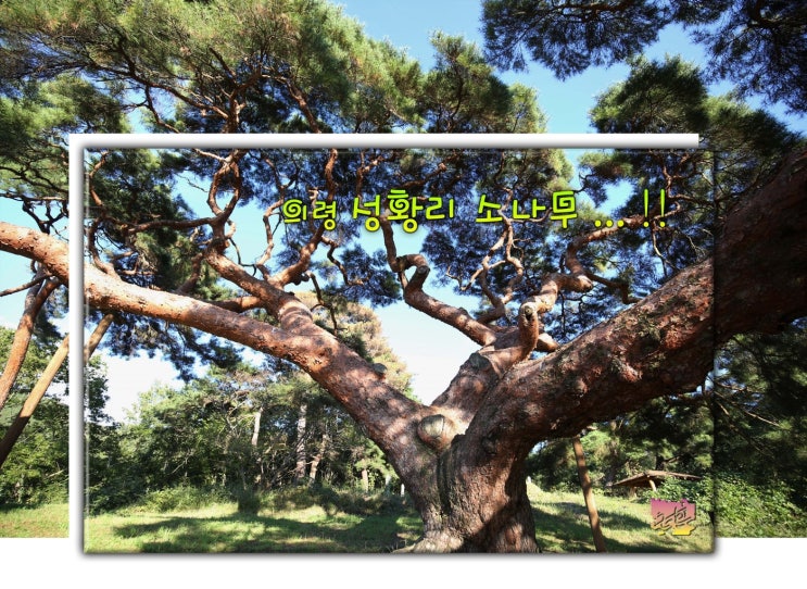  천연기념물 의령 성황리 소나무.