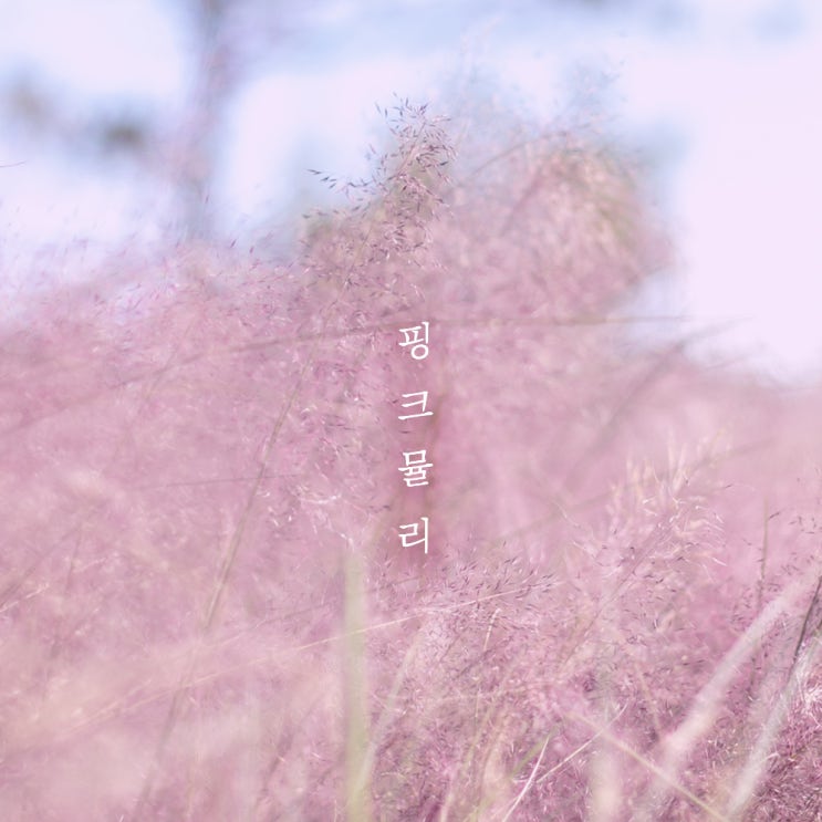  핑크빛 가을 남원여행 떠나기! 핑크뮬리명소