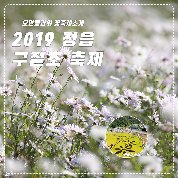  2019 가을꽃축제? 정읍 구절초 축제! 행사 일정 및 기간 살펴보기