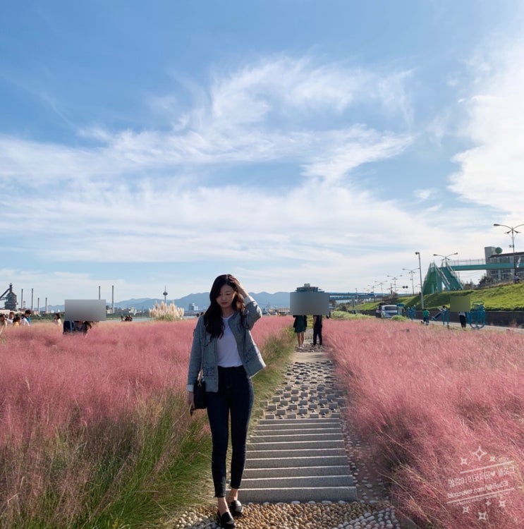  포항 운하 핑크뮬리 ! ( Tip 무료자전거 대여 )