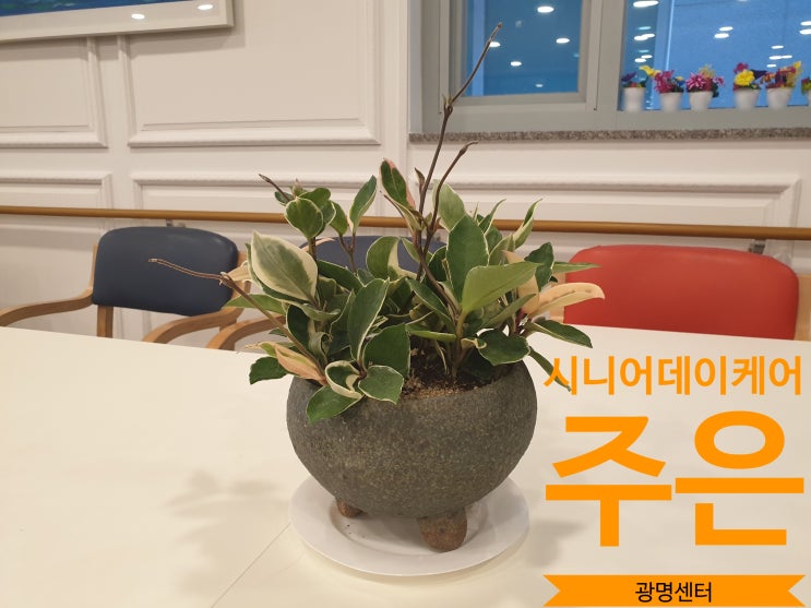  〔광명노인주간보호센터〕시니어데이케어주은광명센터/사회적응훈련/원예활동/호야심기