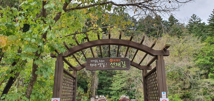  평창오대산 선재길 걷다 :: 오대산 산행 & 강릉 휴대폰 매장 '3사모바일'