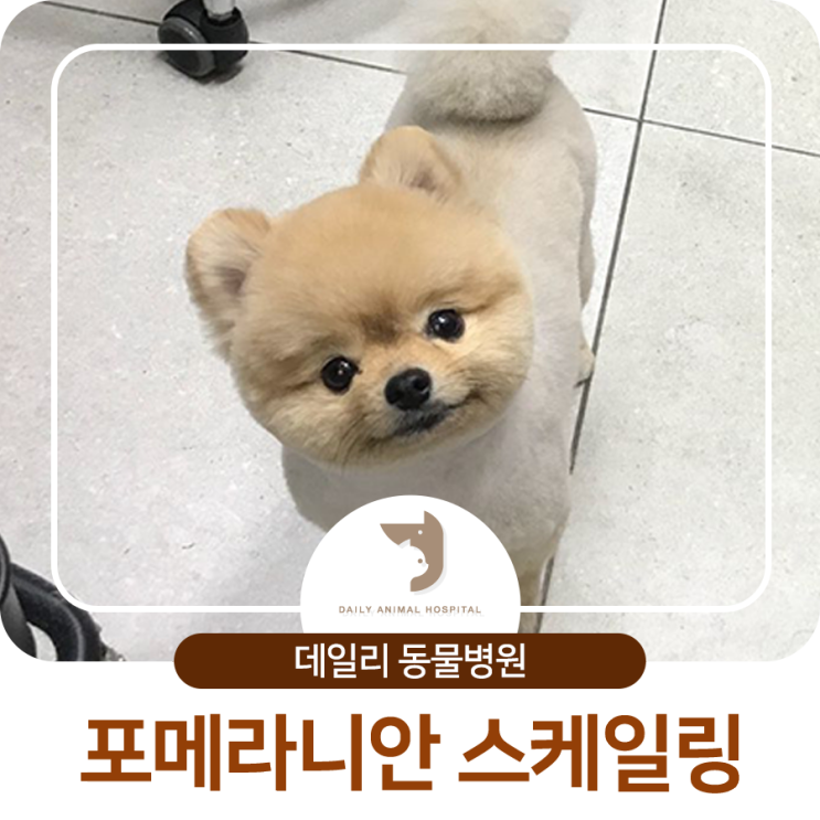  오금동 진료 잘하는 동물병원 : 포메라니안 스케일링