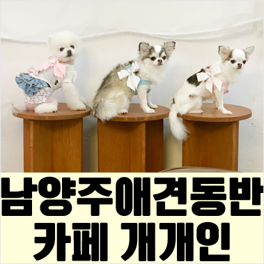  남양주 애견동반카페 개개인 간 개셋뚜바리