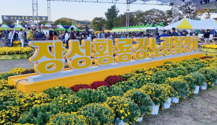  장성 황룡강 노란꽃잔치 2019 / 10월에 가볼만한 전남축제